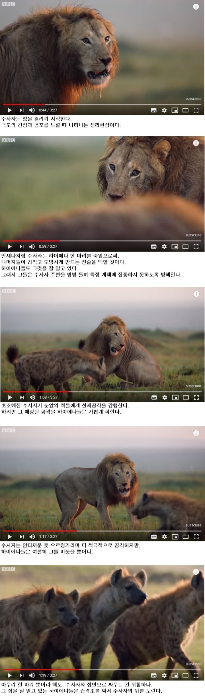 하이에나 무리에 포위된 수사자 | 인스티즈