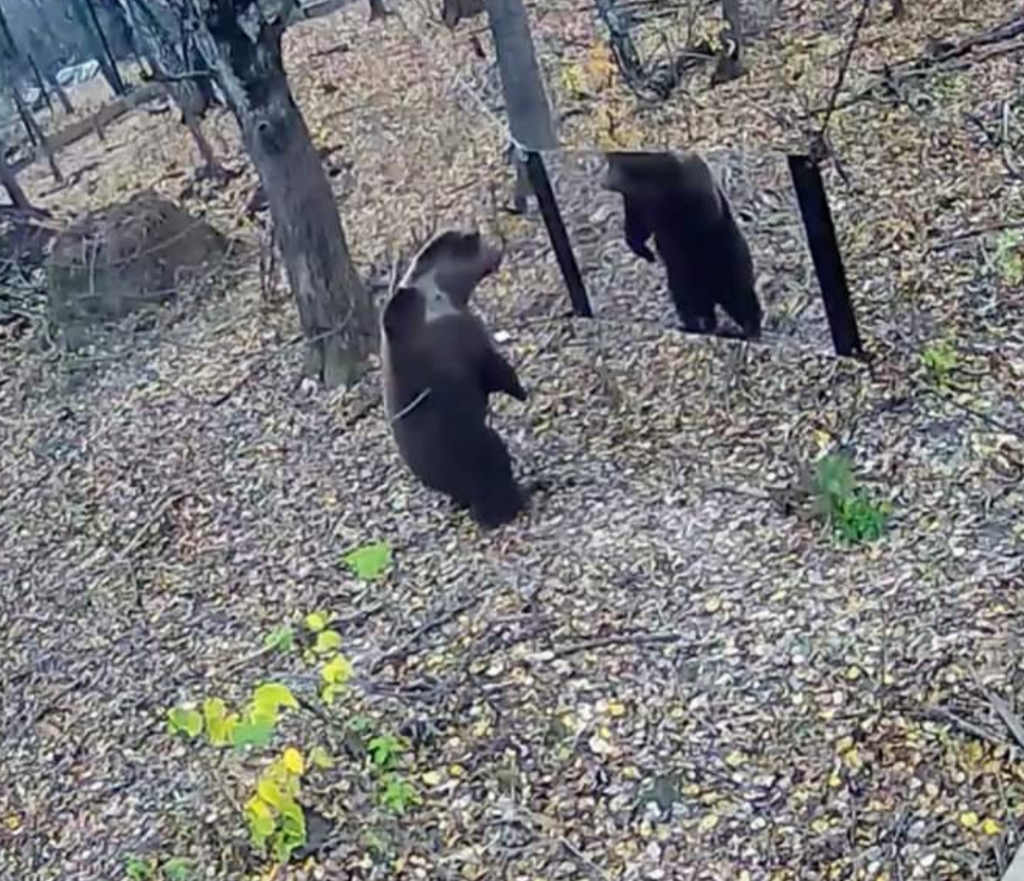 거울 보는 곰돌이들 | 인스티즈