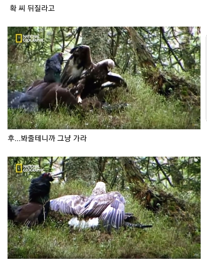 분노조절장애로 목숨을 잃는 동물.jpg | 인스티즈