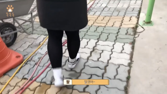 아무도 찾지 않는 믹스견 이야기 | 인스티즈