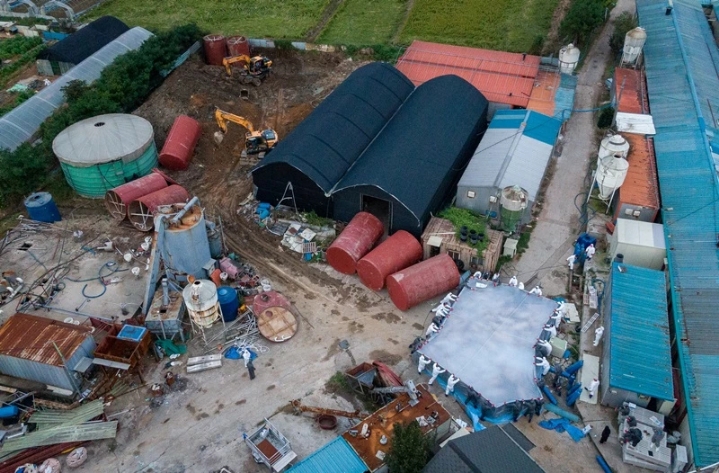 하늘에서 내려다본 파주 돼지 살처분 현장 | 인스티즈