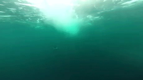 범고래 속도 체감.gif | 인스티즈