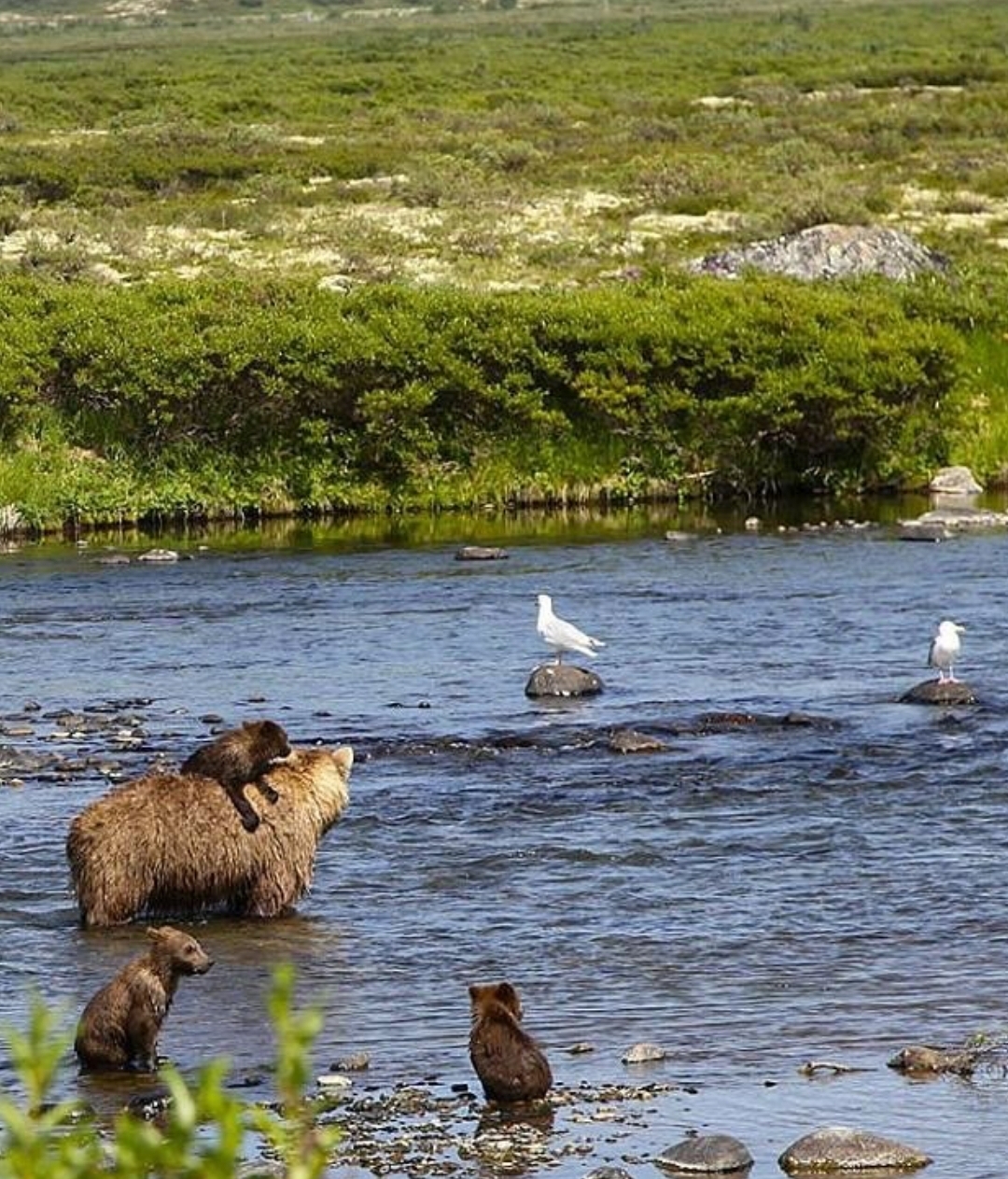 곰 주위에 새가 많은 이유 | 인스티즈