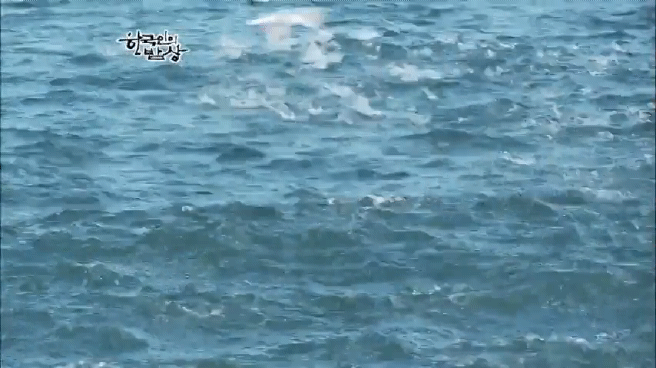 한국인의 밥상 고등어편 | 인스티즈