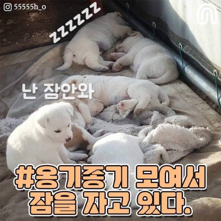 시골 강아지들의 특징.jpg | 인스티즈