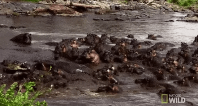 자기 영역 침범한 생물체는 사정없이 공격한다는 하마.gif | 인스티즈