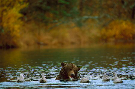 곰 주위에 새가 많은 이유 | 인스티즈