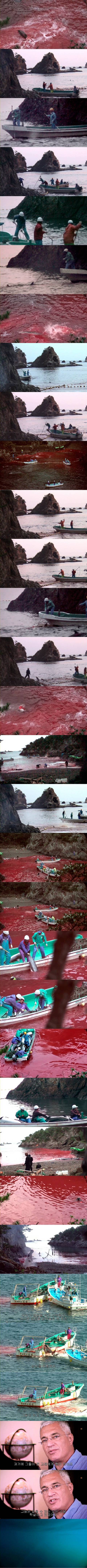 혐) 돌고래 학살하는 일본인.jpg | 인스티즈