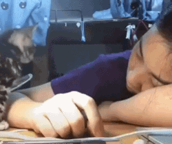 귀여움 주의 (고양이 주의) | 인스티즈