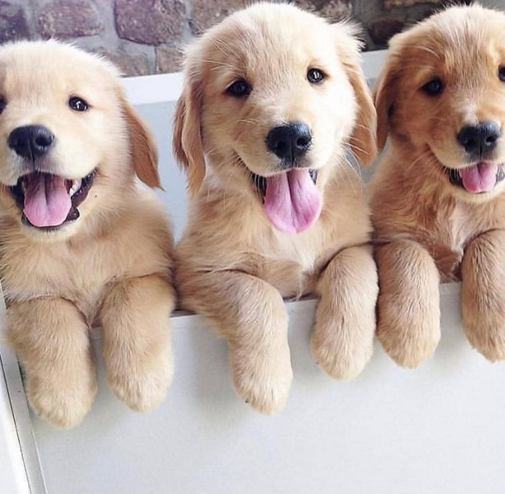 "골든 리트리버" 강아지(사진많음. 데이터주의) | 인스티즈
