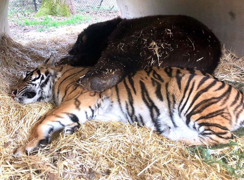 친구가 죽어서 슬픈 곰 | 인스티즈