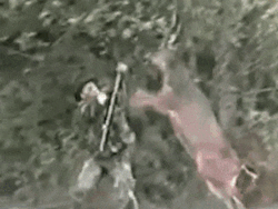 사슴 VS 인간 맞짱.....gif | 인스티즈