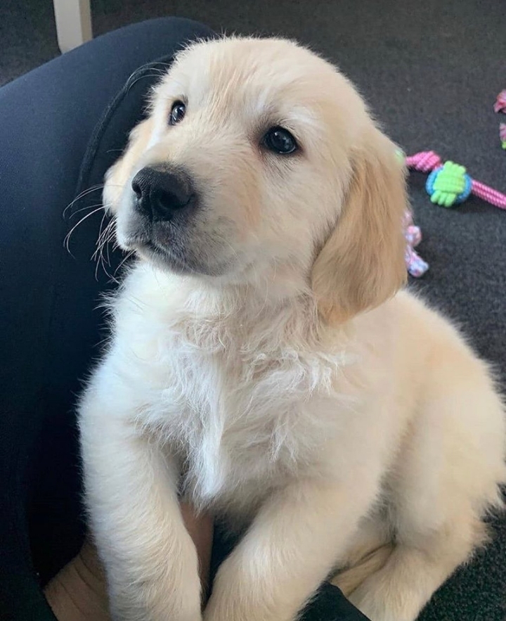 "골든 리트리버" 강아지(사진많음. 데이터주의) | 인스티즈