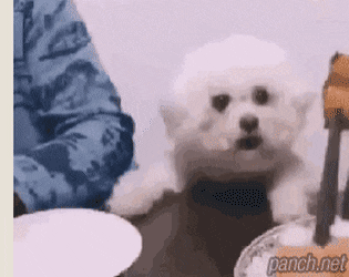 다급한 식탐 강아지 | 인스티즈