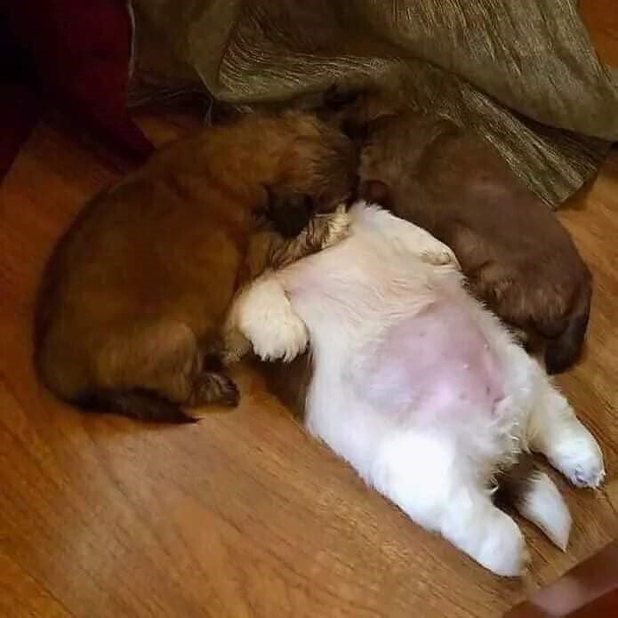 개가 잠을 이상하게 자요.jpg | 인스티즈