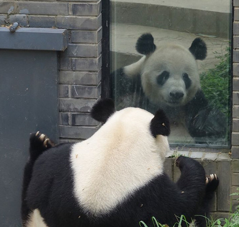 거울 보는 곰돌이들 | 인스티즈