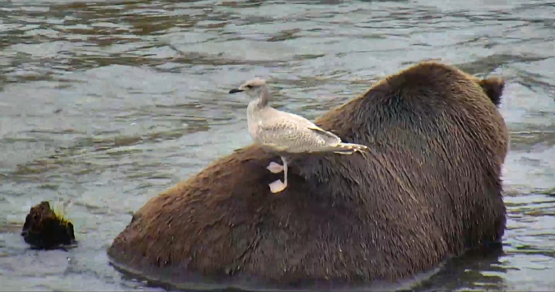 곰 주위에 새가 많은 이유 | 인스티즈