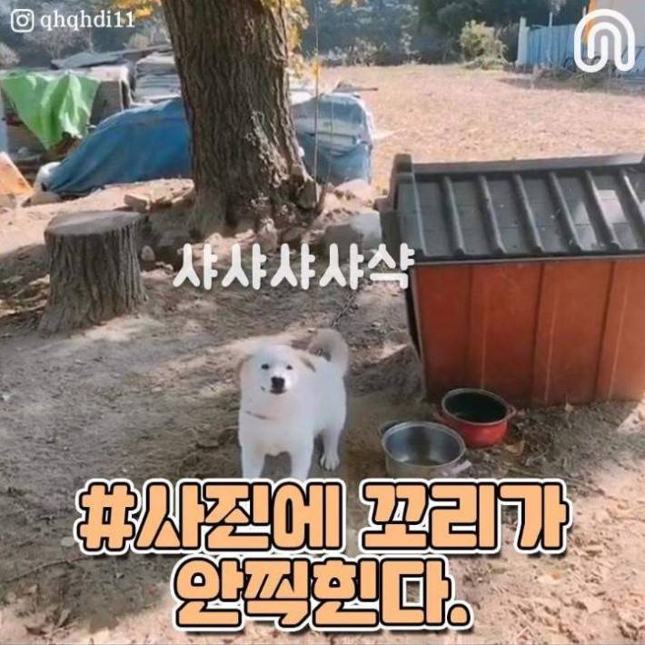 시골 강아지들의 특징.jpg | 인스티즈