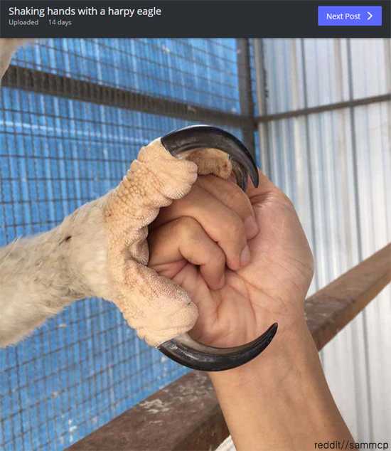 성인 남성 주먹과 비교해본 독수리 발톱 크기 | 인스티즈