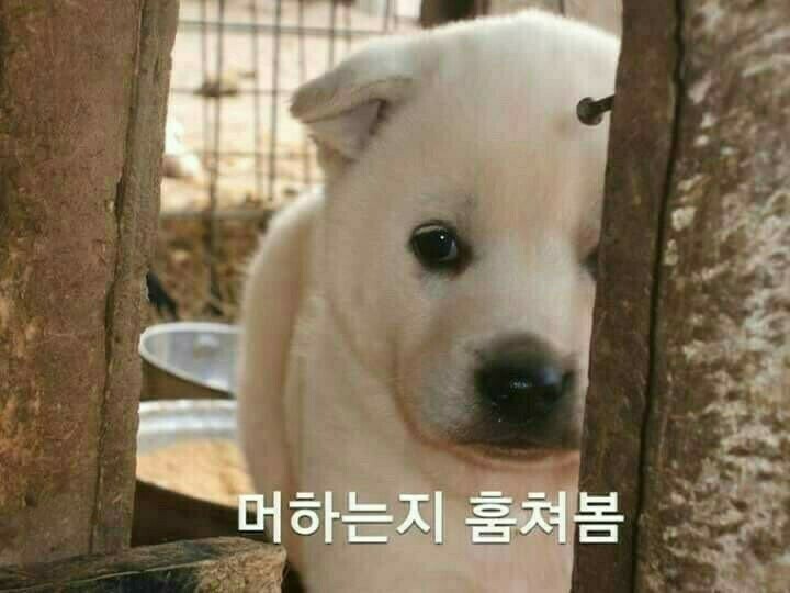 궁금 이미지