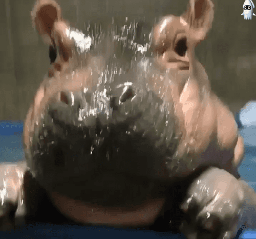 귀여운 아기 하마.gif | 인스티즈