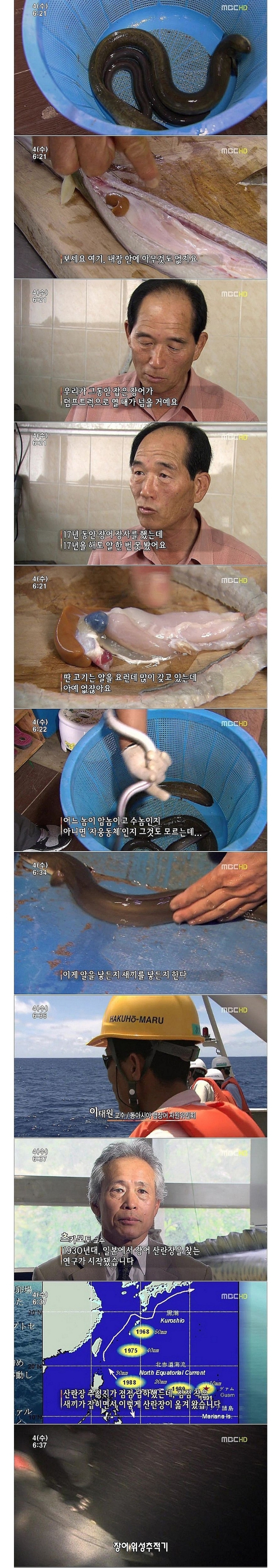 가장 신비한 생명체 장어 | 인스티즈