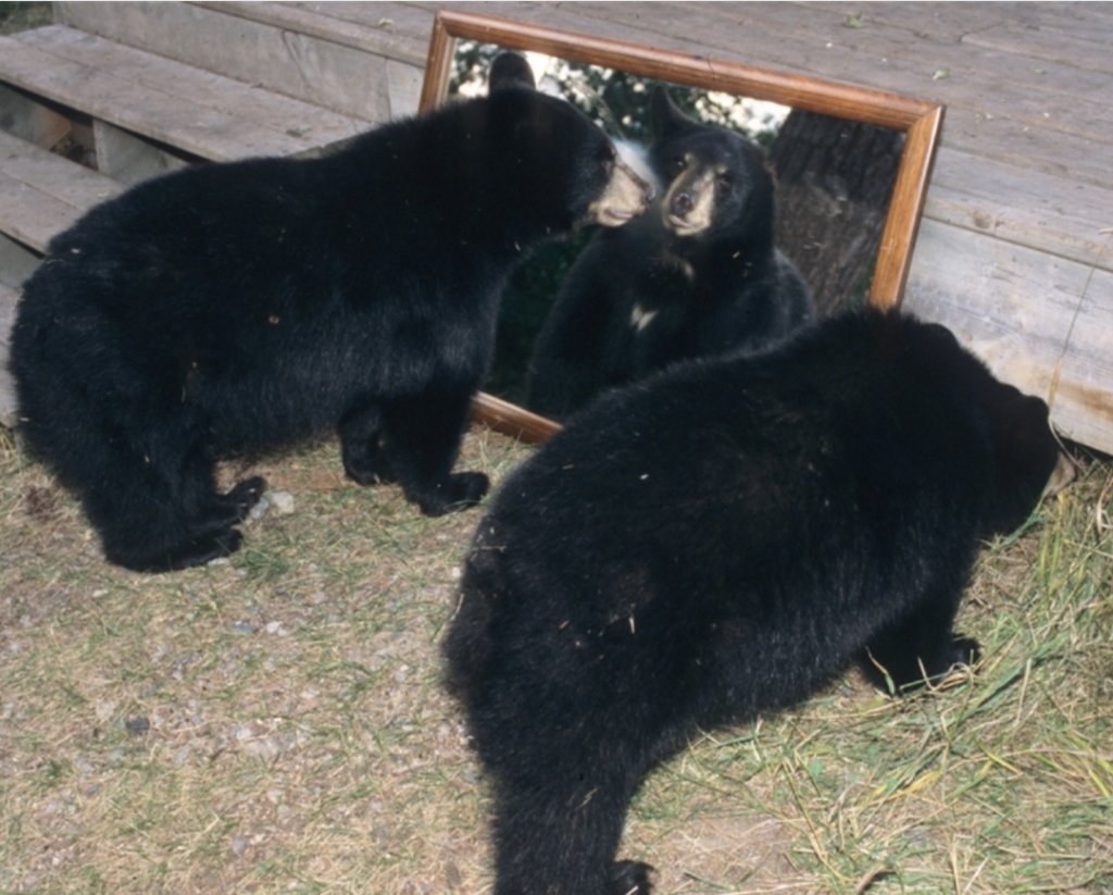 거울 보는 곰돌이들 | 인스티즈