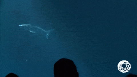 수족관에 백상아리가 없는 이유 | 인스티즈