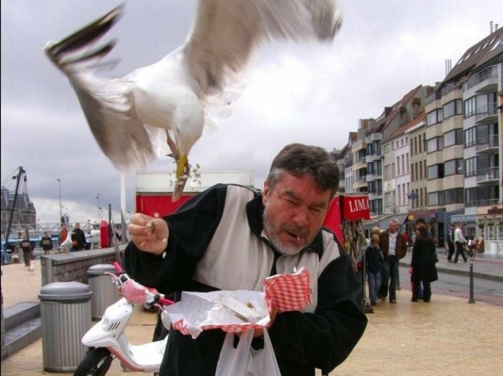 누가 자기 근처에서 뭘 먹는 것만 보면 눈이 돌아버리는 조류계의 조폭 | 인스티즈