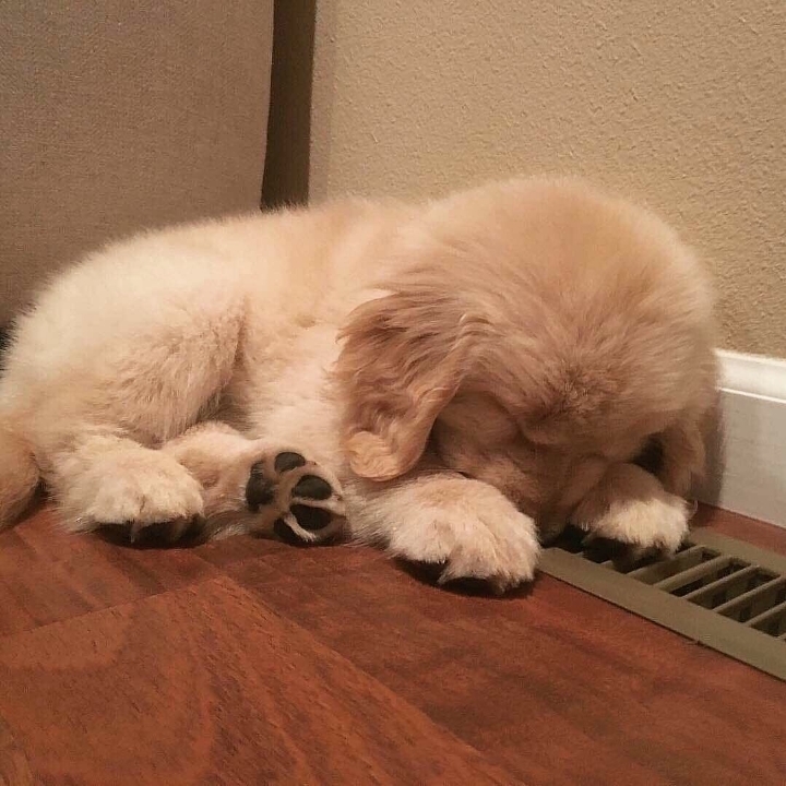 "골든 리트리버" 강아지(사진많음. 데이터주의) | 인스티즈