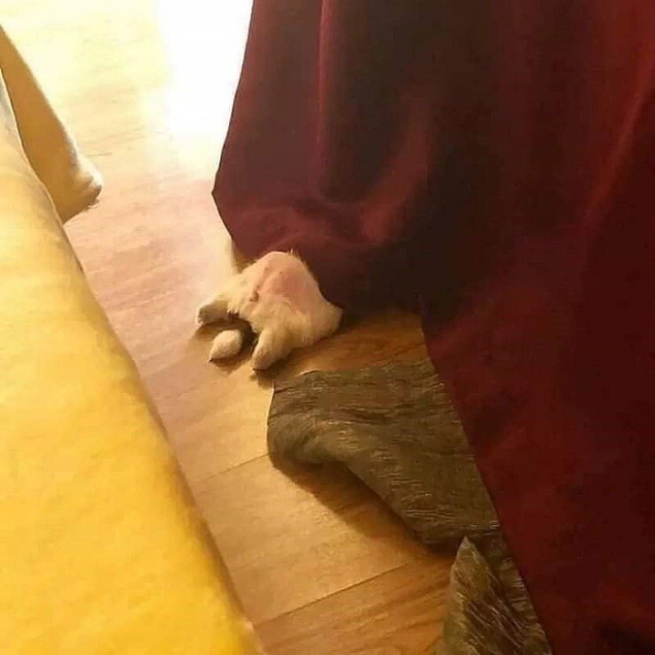 개가 잠을 이상하게 자요.jpg | 인스티즈