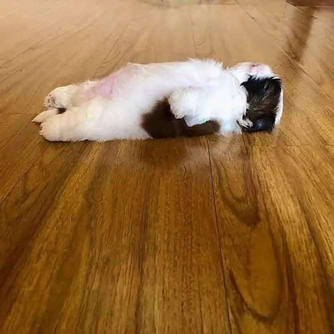 개가 잠을 이상하게 자요.jpg | 인스티즈