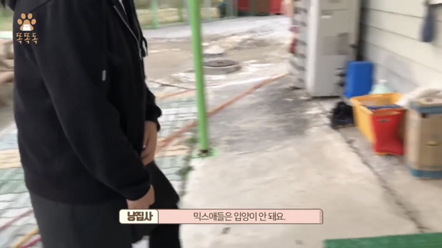 아무도 찾지 않는 믹스견 이야기 | 인스티즈