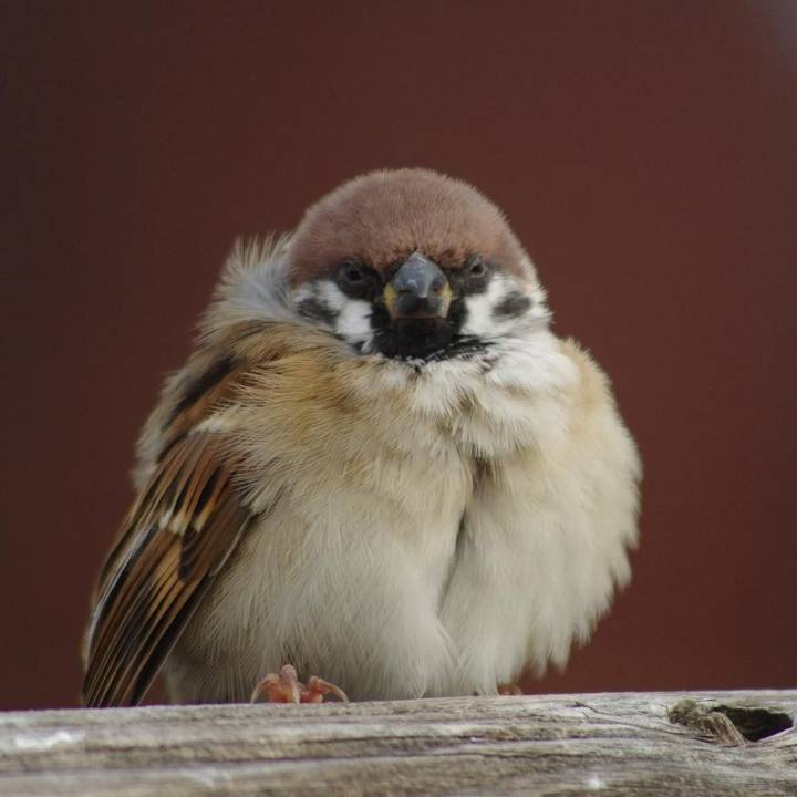 참새 정면 얼굴.jpg | 인스티즈
