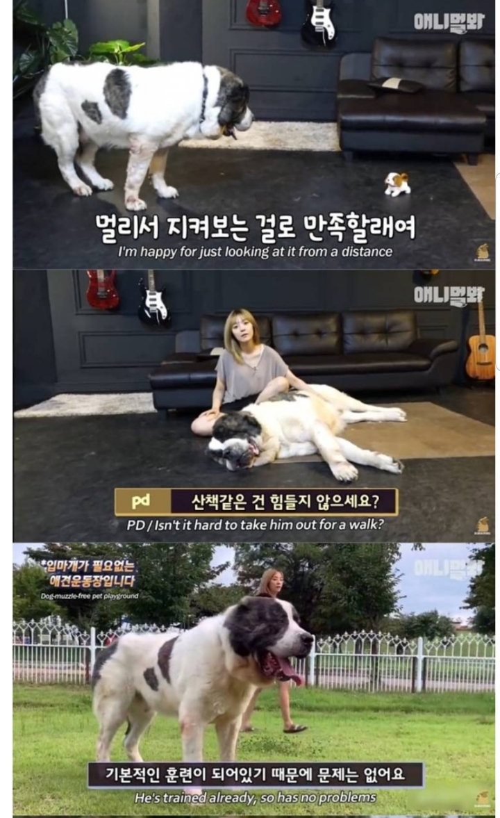 키 2미터 몸무게 120kg 강아지 금강이.jpg | 인스티즈