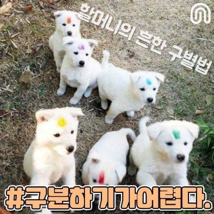 시골 강아지들의 특징.jpg | 인스티즈