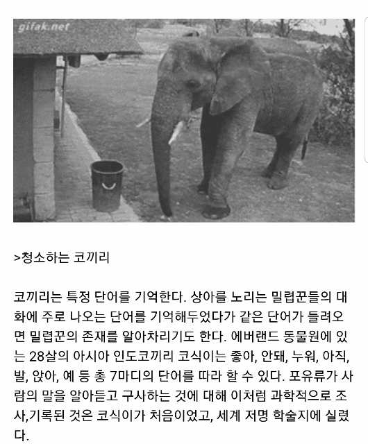 코끼리는 인간을 귀여운 강아지라고 생각한다...gif | 인스티즈