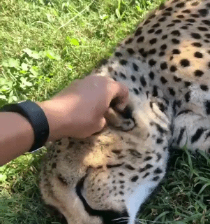 귀 만져주니 좋아하는 치타 | 인스티즈