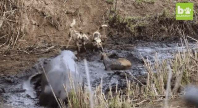 자기 영역 침범한 생물체는 사정없이 공격한다는 하마.gif | 인스티즈