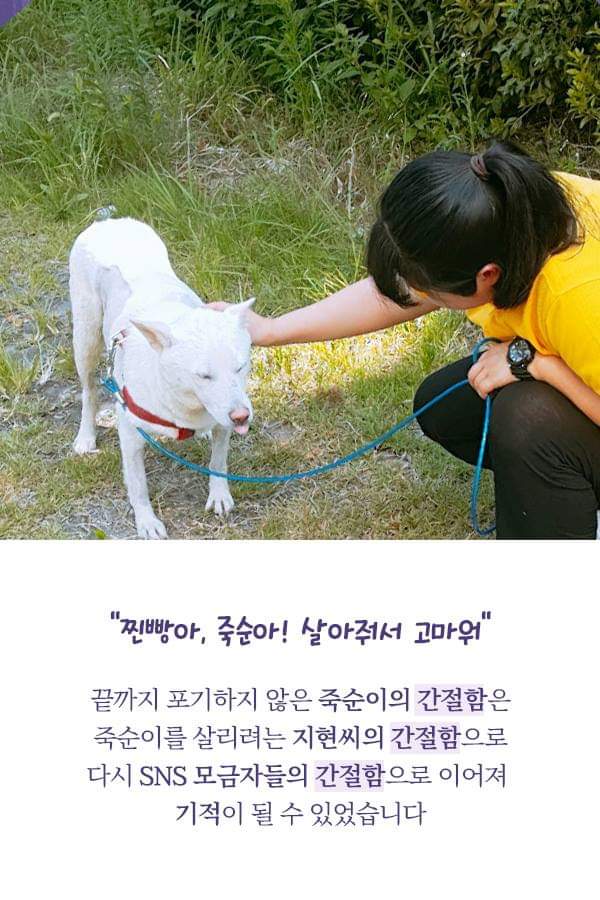 칼에 찔렸던 유기견 죽순이에게 일어난 기적 | 인스티즈