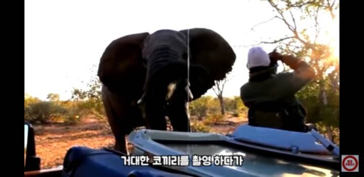 촬영 중 갑작스러운 야생 코끼리와의 30초.gif | 인스티즈