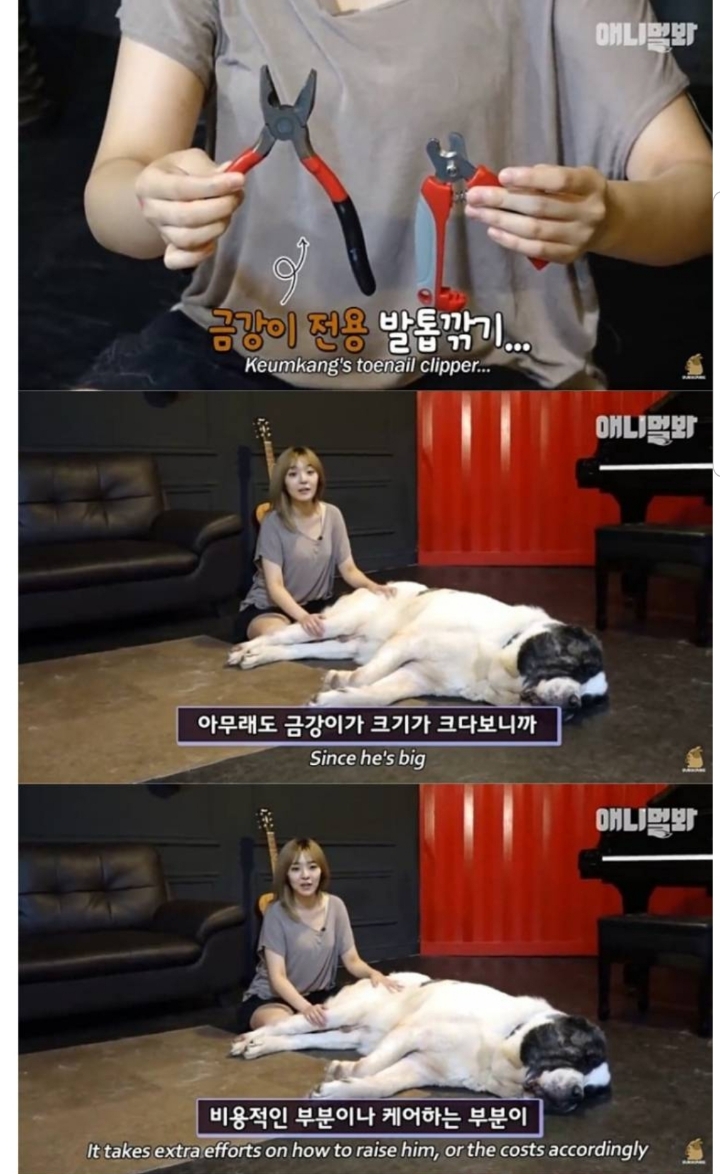 키 2미터 몸무게 120kg 강아지 금강이.jpg | 인스티즈