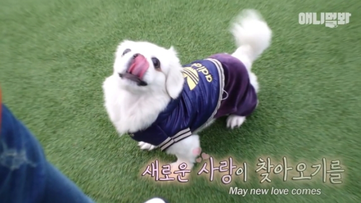 산책로 화장실에 유기된 강아지의 사연.jpg | 인스티즈