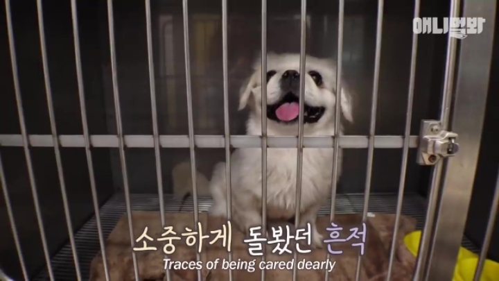 산책로 화장실에 유기된 강아지의 사연.jpg | 인스티즈