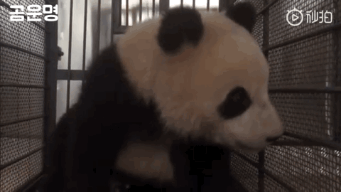 엄마곰이랑 강제로 헤어지는 아기곰 | 인스티즈