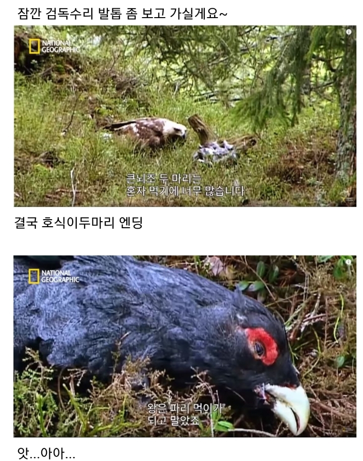 분노조절장애로 목숨을 잃는 동물.jpg | 인스티즈