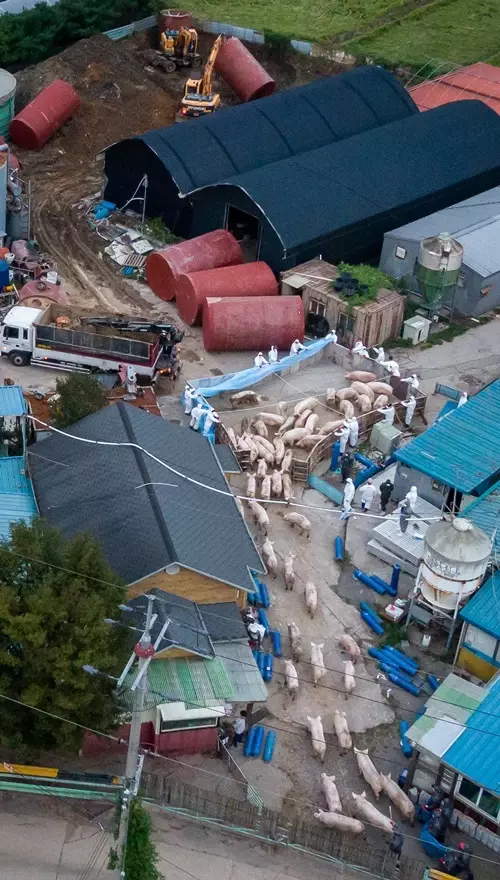 하늘에서 내려다본 파주 돼지 살처분 현장 | 인스티즈