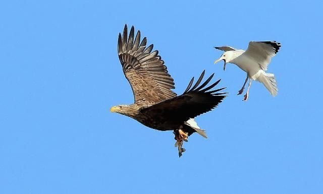 누가 자기 근처에서 뭘 먹는 것만 보면 눈이 돌아버리는 조류계의 조폭 | 인스티즈