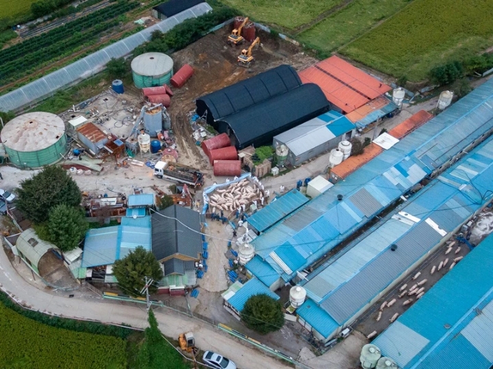 하늘에서 내려다본 파주 돼지 살처분 현장 | 인스티즈