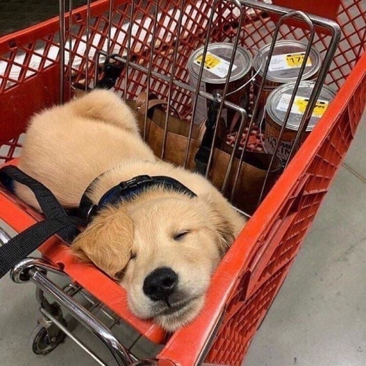 "골든 리트리버" 강아지(사진많음. 데이터주의) | 인스티즈